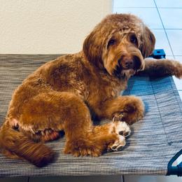 Rocket - Red  male Goldendoodle puppy in Elk Grove, California from Doodles by Faith