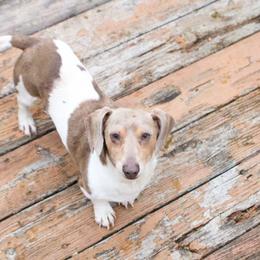AKC Leroy - Fawn (isabella) and tan male Dachshund puppy in Christiansburg, Virginia from Little Legs Luxury Dachshunds