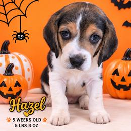 Nova (yellow) - Black white and tan female Beagle puppy in Trail, Oregon from Jennifer Knapp's AKC Beagles