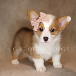 American Corgi and Pembroke Welsh Corgi Puppies from High Cotton Corgis