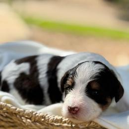 Truffle - Tri-color male Bernedoodle puppy in Temecula, California from Country Hills Doodles