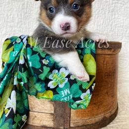 American Corgi and Pembroke Welsh Corgi Puppies from At Ease Acres