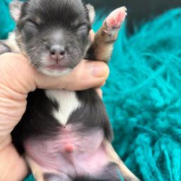Michael - Black and tan male Chihuahua puppy in Franklin, North Carolina from A&J Cutie Pawtooties