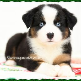 Halo - Black tri female Miniature Australian Shepherd puppy in Ellsinore, Missouri from Shebang Aussies