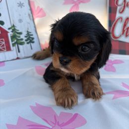 Wei Ani - Black and tan female Cavalier King Charles Spaniel puppy in West Sacramento, California from Happily Ever After Cavaliers