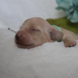 Teal collar - Cream male Dachshund puppy in Mc Donough, Georgia from Hot Diggity Doxies