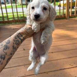 Pearl - Dapple female Dachshund puppy in Wisconsin from Three K Miniature Dachshunds