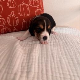 Heart (red girl) - Black tan and white female Beagle puppy in Rocklin, California from Whitney Ranch Beagles