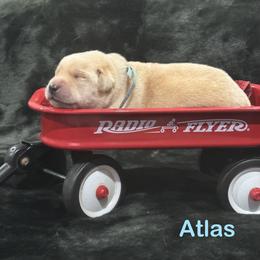 Atlas - Yellow male Labrador Retriever puppy in Tigard, Oregon from Morrison Labrador Retreivers