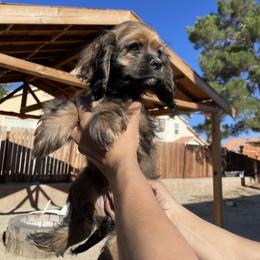 Cocker Spaniel Puppies from SassyCockerG