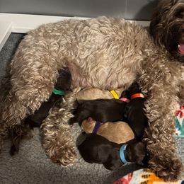 Australian Labradoodle puppies from Potomac Australian Labradoodles