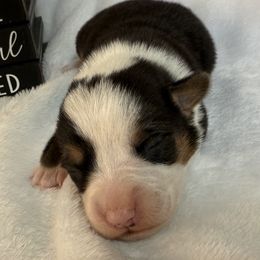 Boy 2 - Black and white male American Corgi puppy in Scottown, Ohio from Wyndy Ridge Corgis