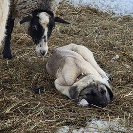 Turkish Boz Shepherd Puppies from Emerald Mtn Ranch LLC