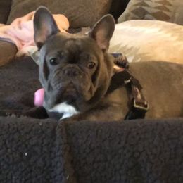 French Bulldogs from Diamond In The Ruff