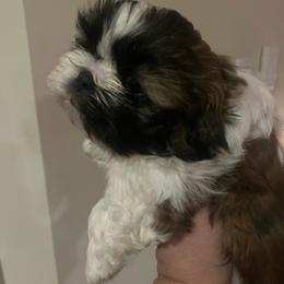 Fiona - Black gold and white female Shih Tzu puppy in Blackwood, New Jersey from Ju Ju Bee Shih Tzus
