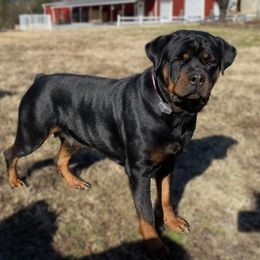 Border Collie and Rottweiler All Grown Up from KJB Kennels