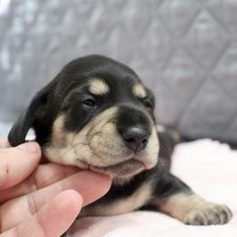 Girl 2 - female Dachshund puppy in Raleigh, North Carolina from McLovin Doxies