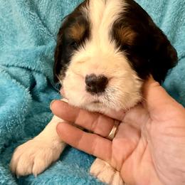 Patriot - Black white and tan male English Springer Spaniel puppy in Madison, Indiana from McCollough's Pawsome Spaniels and Danny's Delightful Dachshunds