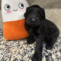 Brown - Black male Giant Schnauzer puppy in Pearland, Texas from K & S Schnauzers
