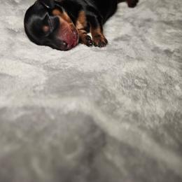 Deena - Black and tan female Dachshund puppy in Modesto, California from Cabrera Family Kennels