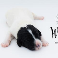 Bernedoodle, Saint Berdoodle, and Sheepadoodle Puppies from Yankee Doodle Puppies