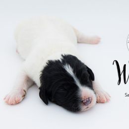 Bernedoodle, Saint Berdoodle, and Sheepadoodle Puppies from Yankee Doodle Puppies