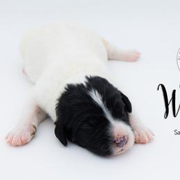 Bernedoodle, Saint Berdoodle, and Sheepadoodle Puppies from Yankee Doodle Puppies