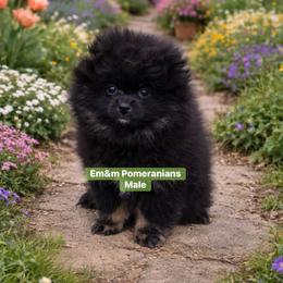 Black and tan - Black and tan male Pomeranian puppy in Kentucky from Em&M Pomeranians