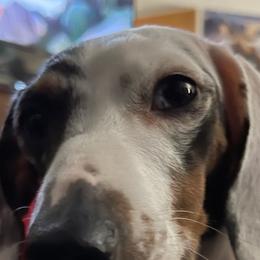 Dachshunds from Moose Andrus