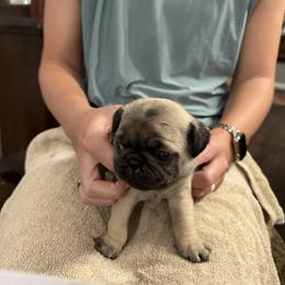 Tracy - Fawn female Pug puppy in Lexington, Alabama from Cook Grandy