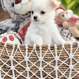 Bear - Cream and white male Chihuahua puppy in Oviedo, Florida from ROYALCHIHUAHUAPUPPY
