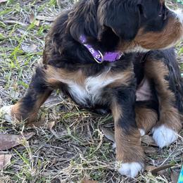 Bernedoodle Puppies from Sixlittles and Bernedoodles