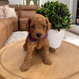 Savannah - Red  female Goldendoodle puppy in Alamance County, North Carolina from Doodle Squad Puppies