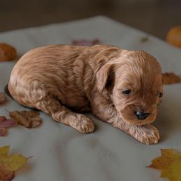 Lace - Red female Cockapoo puppy in Sparta, Missouri from Sis' Doodles & Poodles