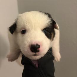 Echo - Black tri male Miniature Australian Shepherd puppy in Weatherford, Texas from F & T Aussies
