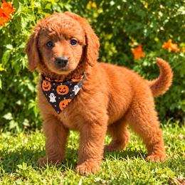 Yellow - Red  female Goldendoodle puppy in Tucson, Arizona from Adored Poodle & Doodles
