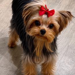 Champion Sired Mackenzie - Yorkshire Terrier