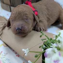 Red Collar Girl - Red female Cavapoo puppy in Peoria Heights, Illinois from Gardner Lane Puppies