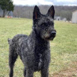 Hugo - Dutch Shepherd