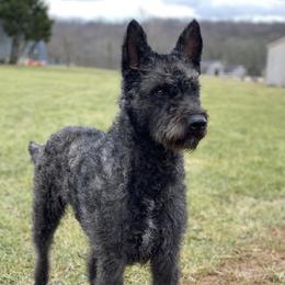 Hugo - Dutch Shepherd