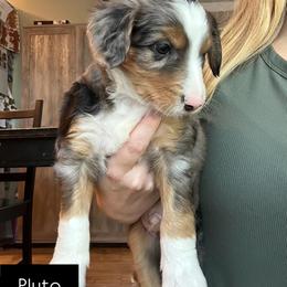 Aussiedoodle Puppies from Madeline Wendt