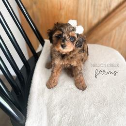 Opal - Merle female Maltipoo puppy in Huntsville, Texas from Nelson Creek Farms