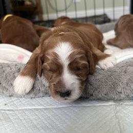 Blue collar boy - Apricot male Goldendoodle puppy in Fairfield, California from Twin Sisters Doodles