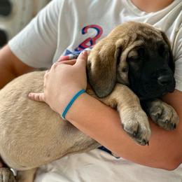 Sissy - Fawn female Mastiff puppy in Wewoka, Oklahoma from P Diamond Mastiffs