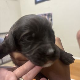 Gilbert - Brown and white male Bernedoodle puppy in Phoenix, Arizona from Grandview Bernedoodles