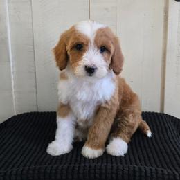 Macaroni - Red  female Goldendoodle puppy in Floyd, Virginia from Hearts and Paws Poodles and Doodles