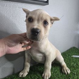 Black collar - Fawn male Cane Corso puppy in St. Augustine, Florida from RG2 Cane Corsos