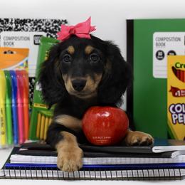 Hendrix - Black and tan female Dachshund puppy in Flint, Texas from Legacy Lane Dachshunds
