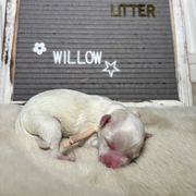 Willow - White female Mal-Shi puppy in Raleigh, North Carolina from Loveable Litters