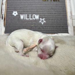 Willow - White female Mal-Shi puppy in Raleigh, North Carolina from Loveable Litters